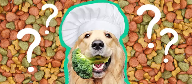 The Benefits of Feeding Your Dog Fresh Pet Food