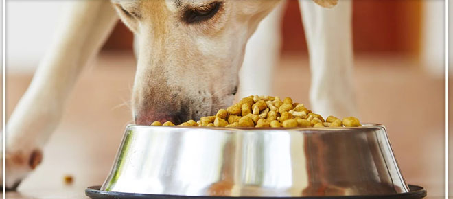 Top 10 Healthiest Dry Dog Food Brands for Your Furry Friend